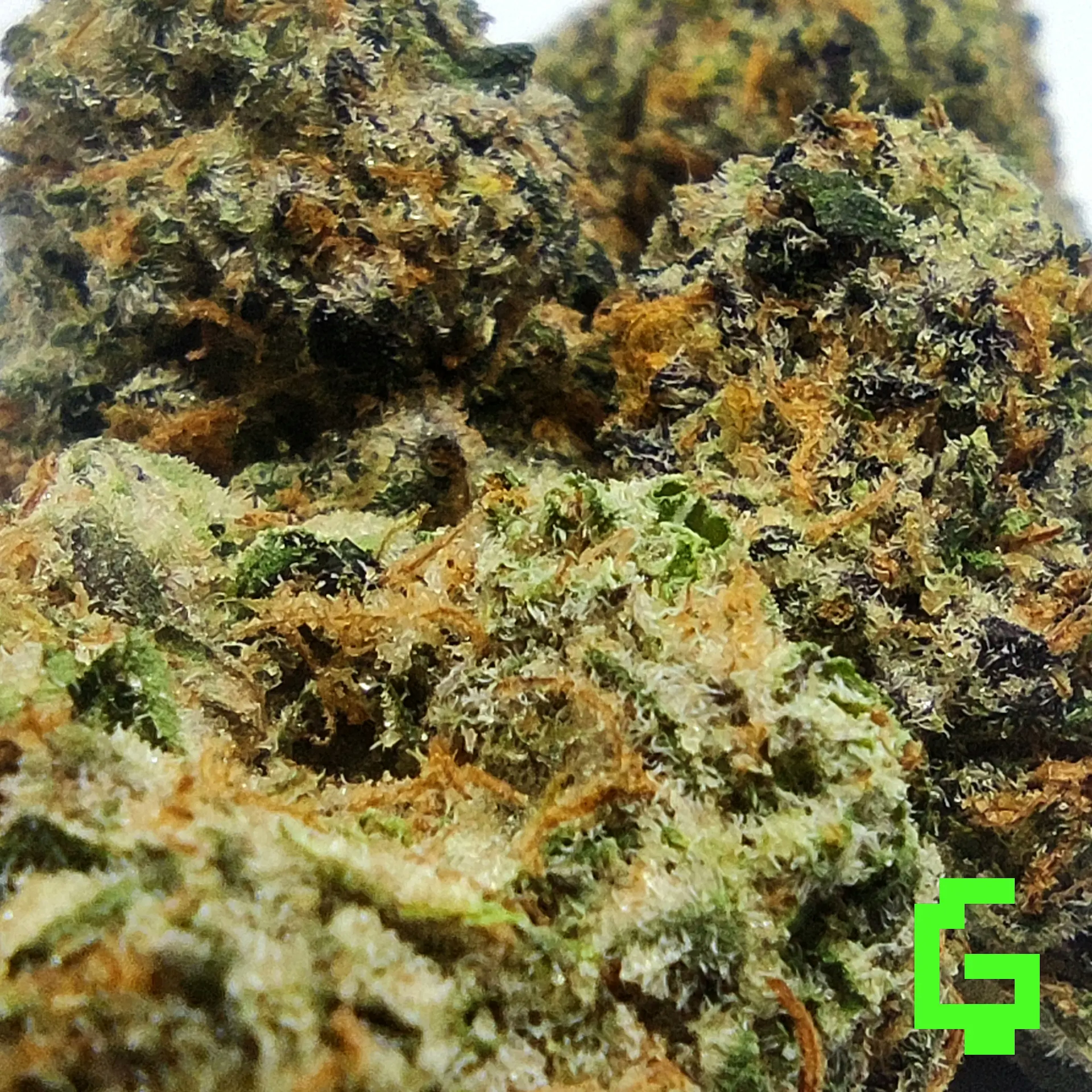 Green Ghost 🌿👻 Degen Weed Shop Bubble Zkittlez Strain