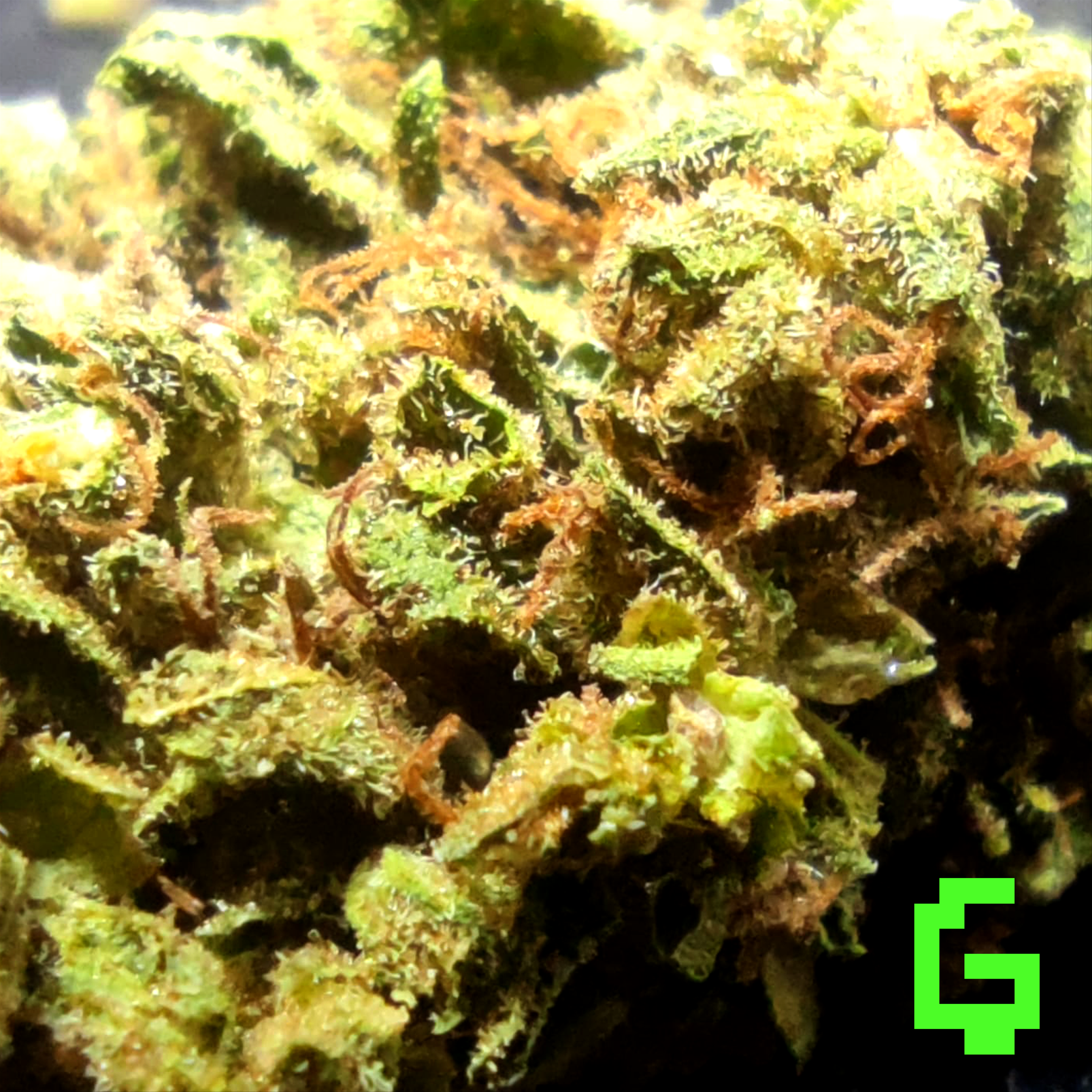 Green Ghost 🌿👻 Degen Weed Shop Chemdawg Strain