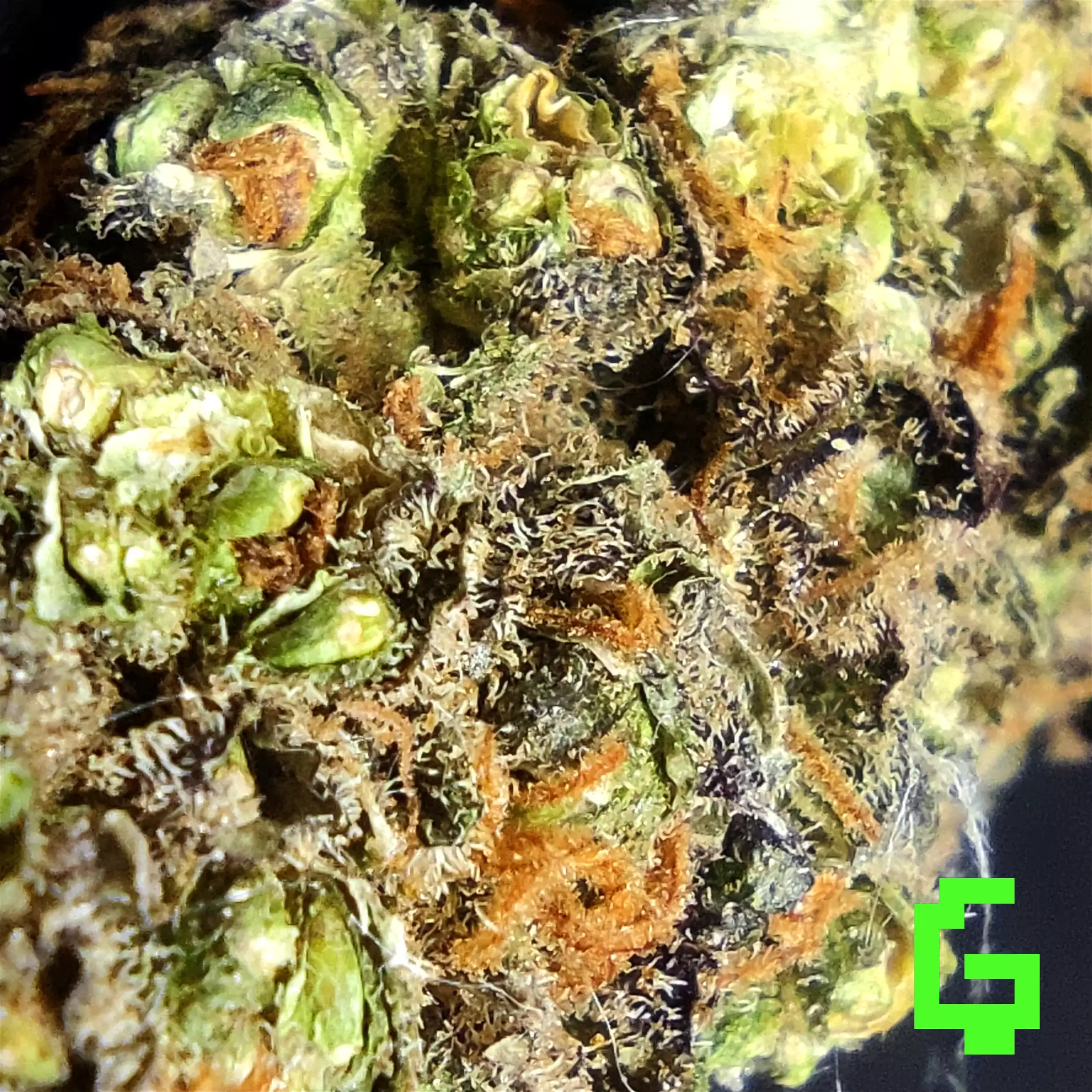 Green Ghost 🌿👻 Degen Weed Shop Hulkberry Strain