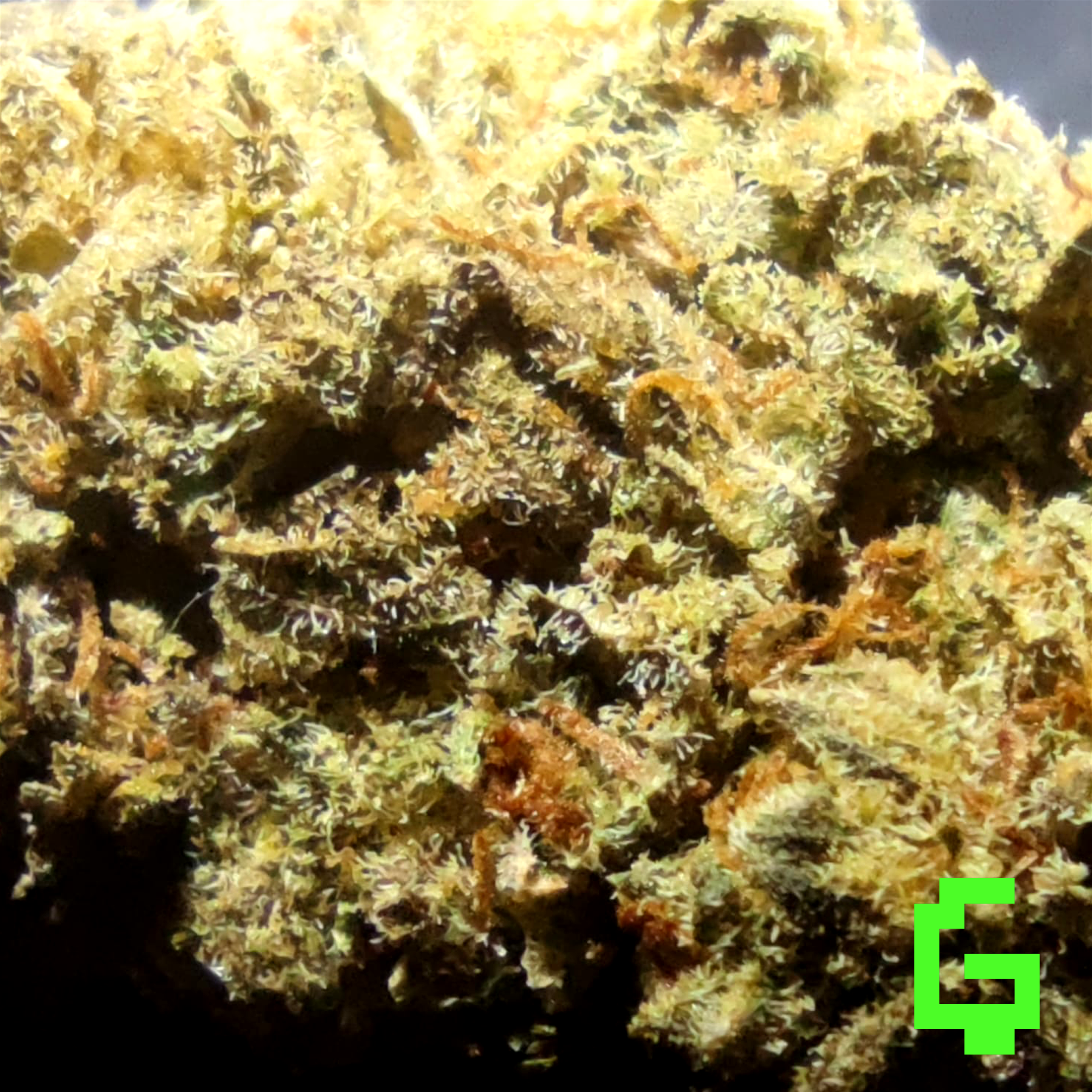 Green Ghost 🌿👻 Degen Weed Shop North Thunderfuck Strain