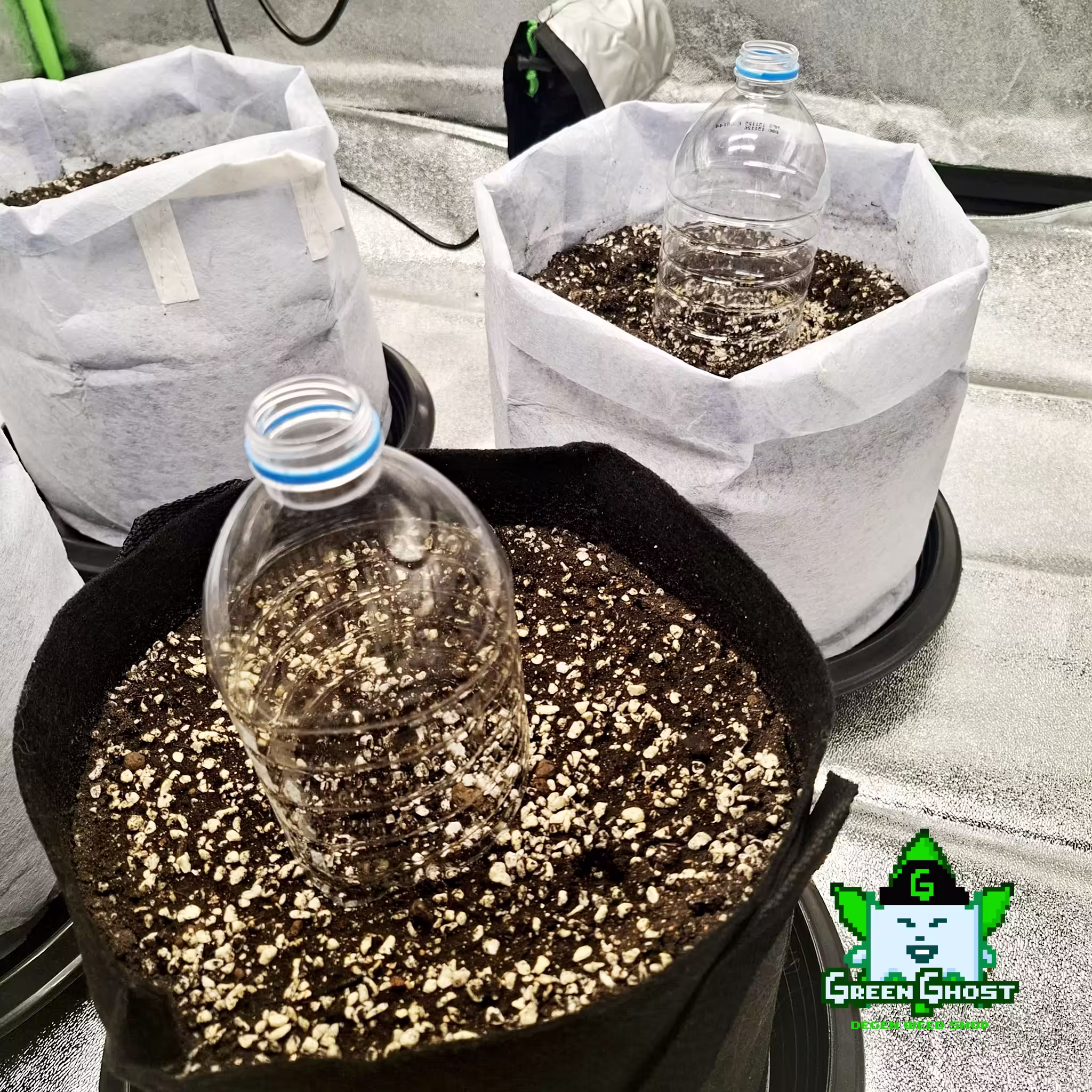 Green Ghost Garden - 15/12/2025