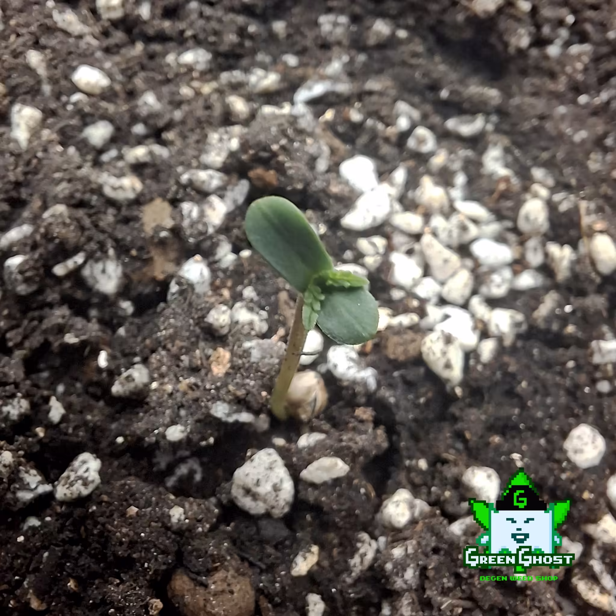 Green Ghost Garden - 30/12/2025