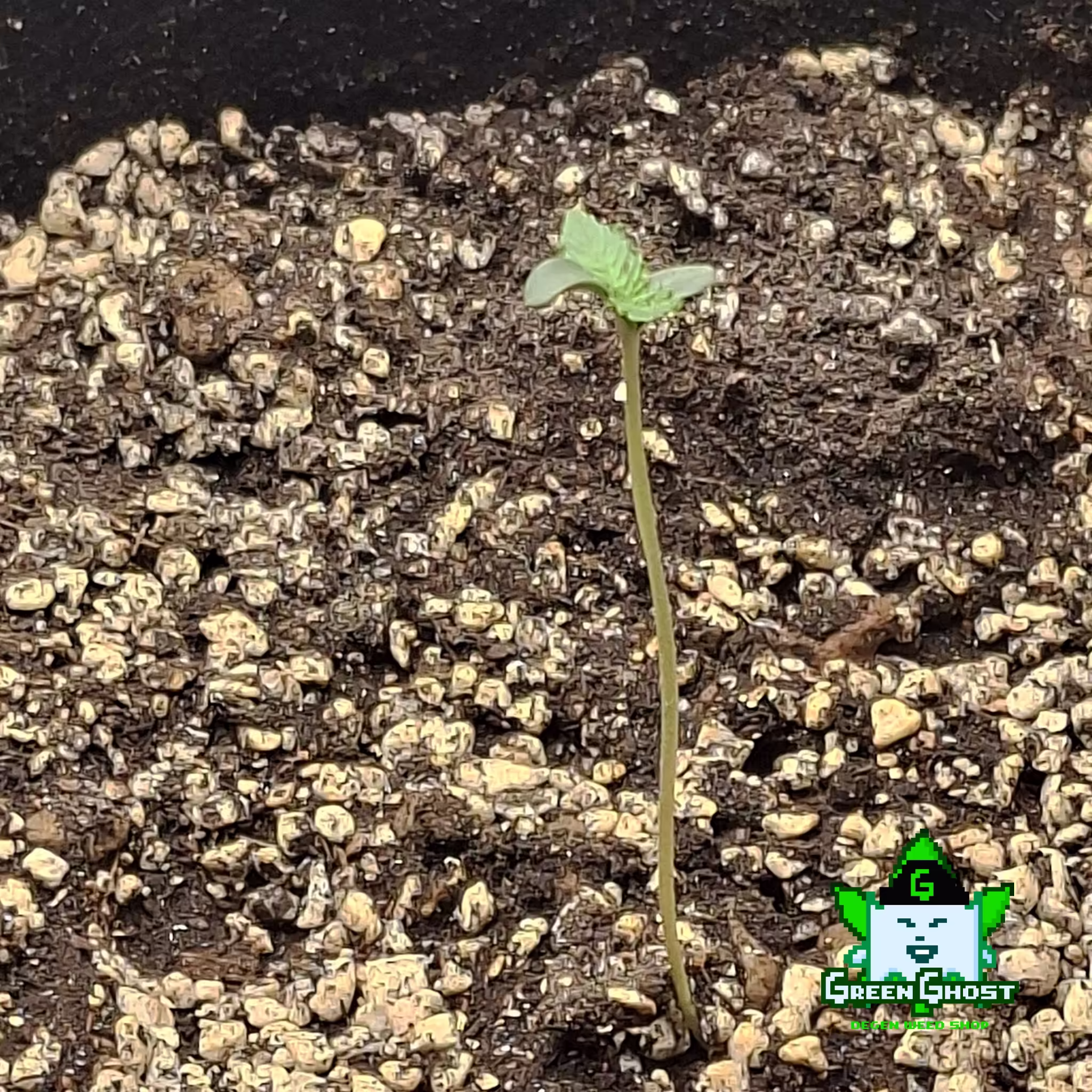 Green Ghost Garden - 1/1/2026