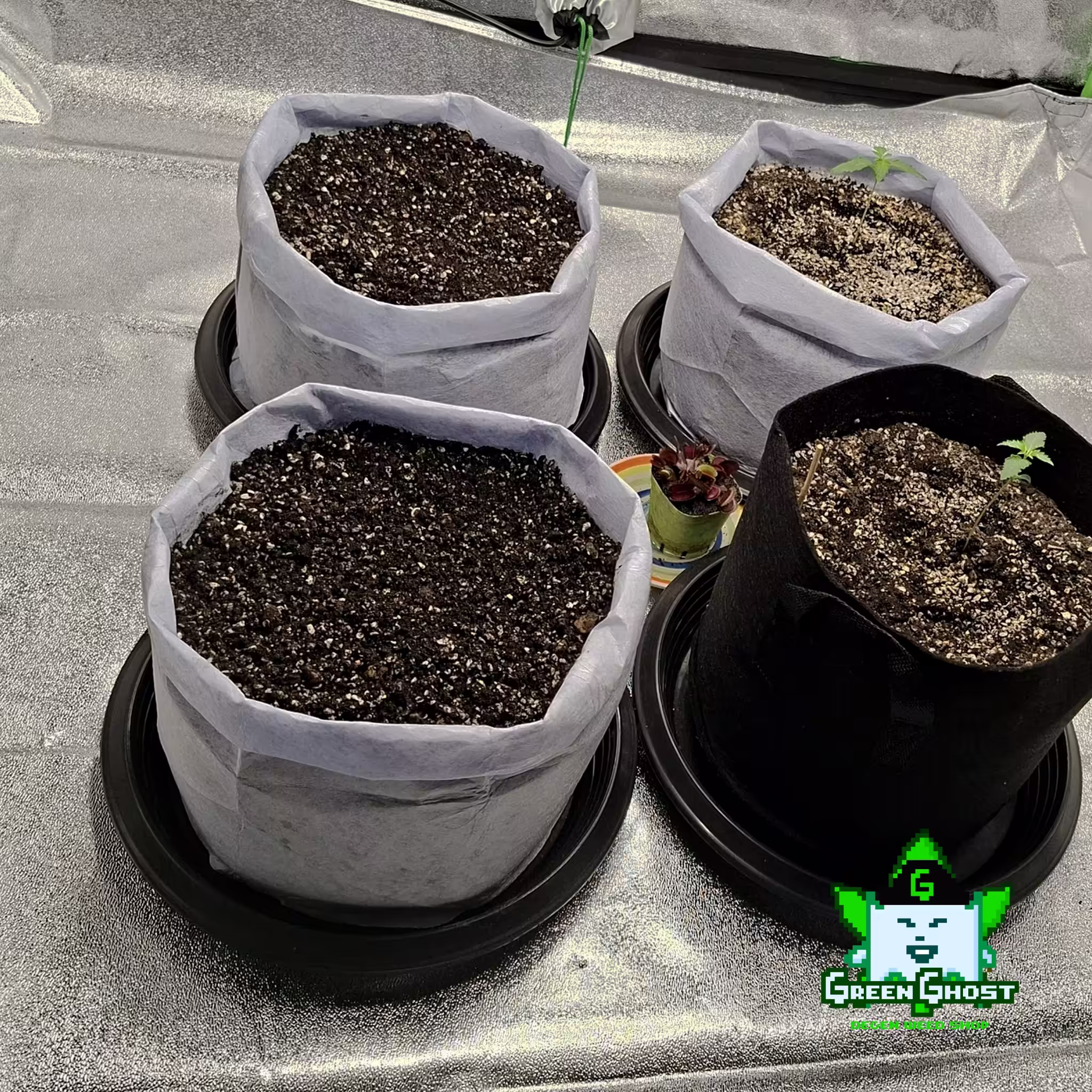 Green Ghost Garden - 6/1/2026