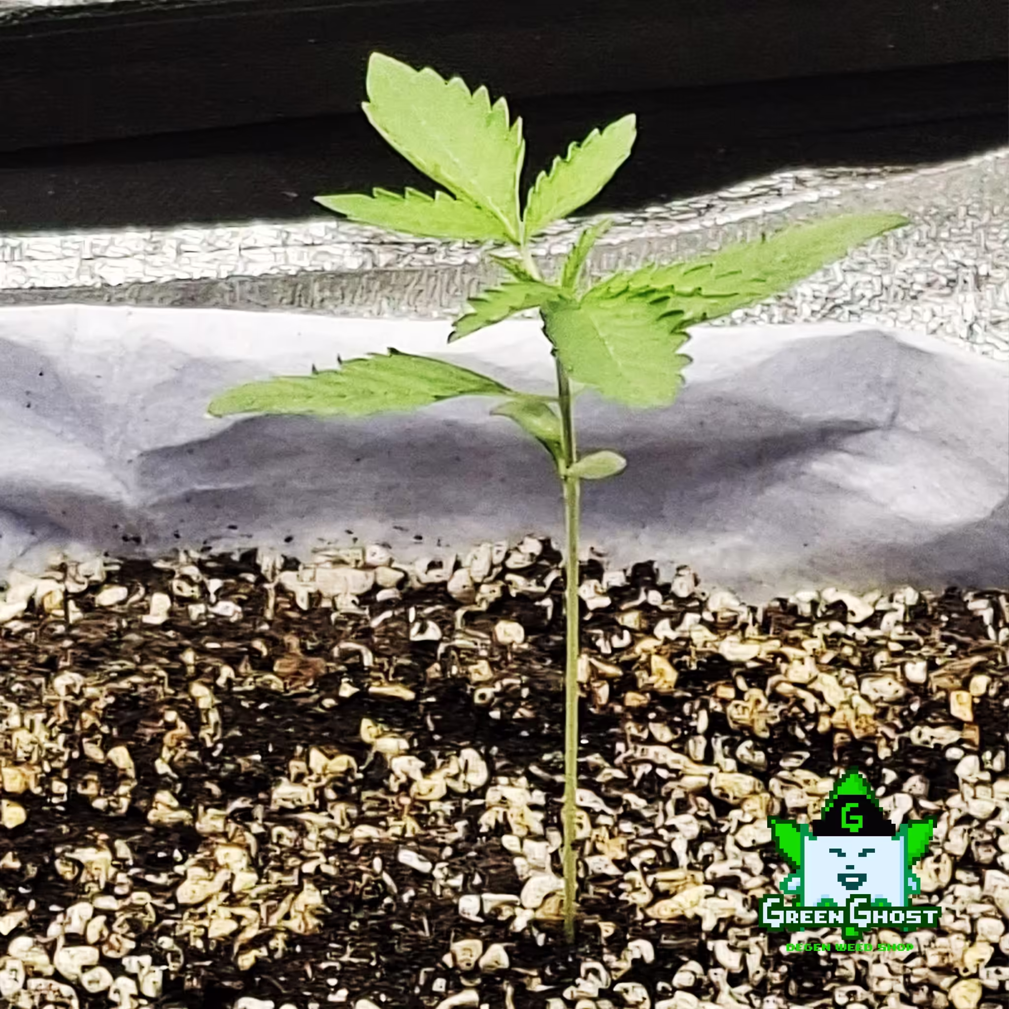 Green Ghost Garden - 9/1/2026