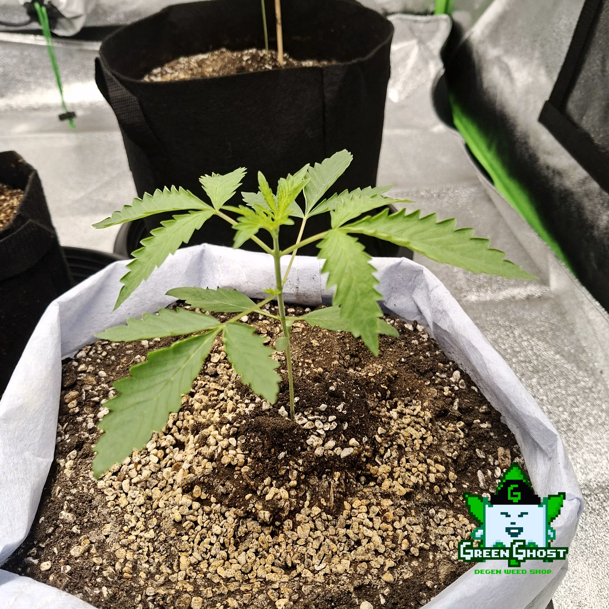 Green Ghost Garden - 14/1/2026