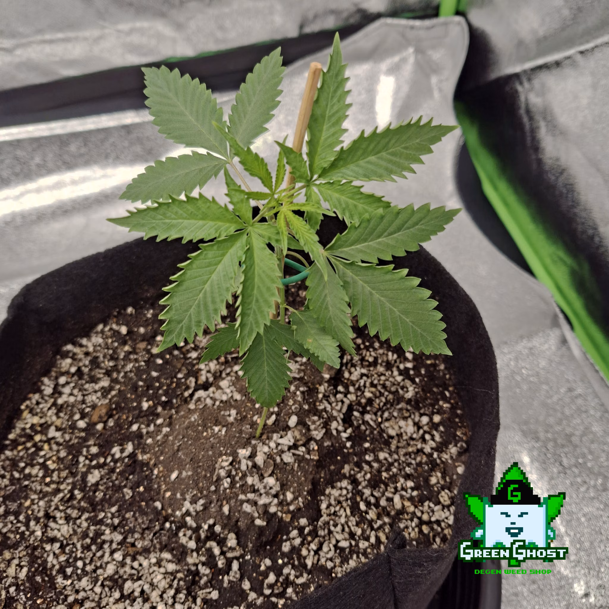 Green Ghost Garden - 17/1/2026