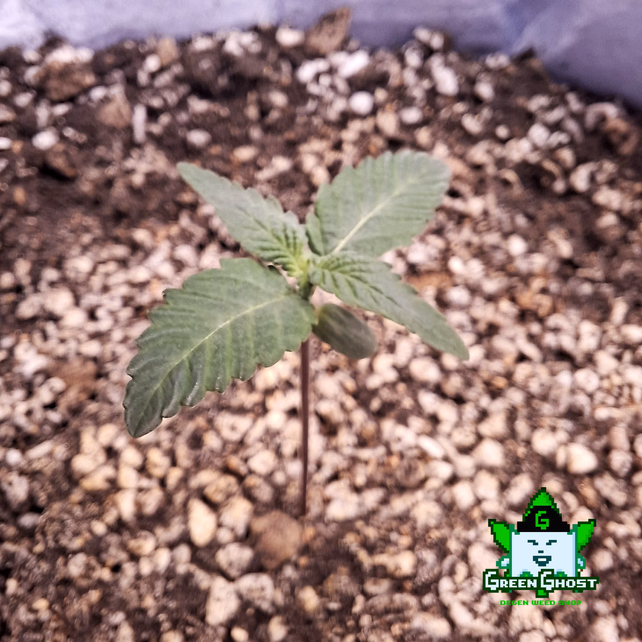 Green Ghost Garden - 21/1/2026