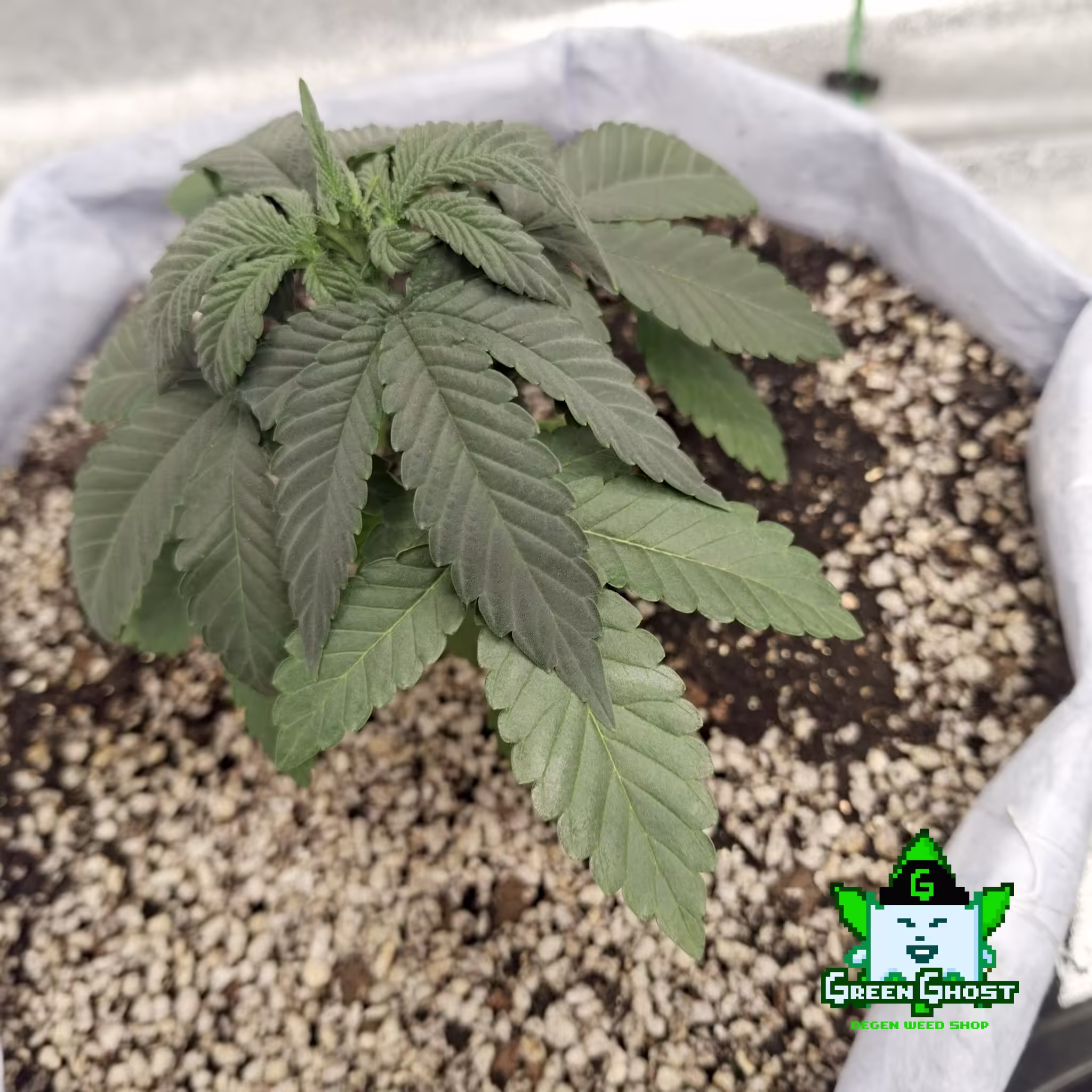 Green Ghost Garden - 09 02 2026