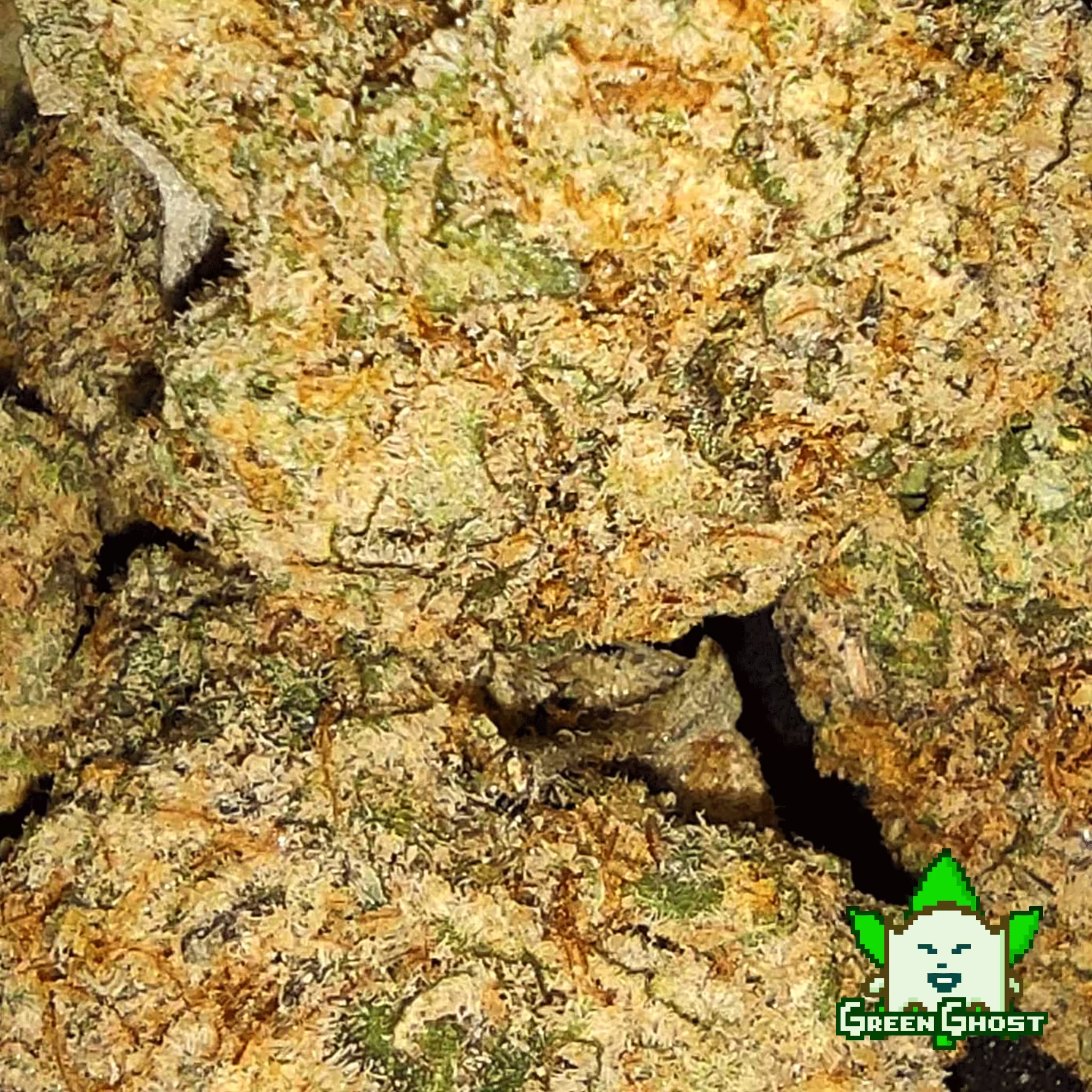 Apricot Oreoz bud 02