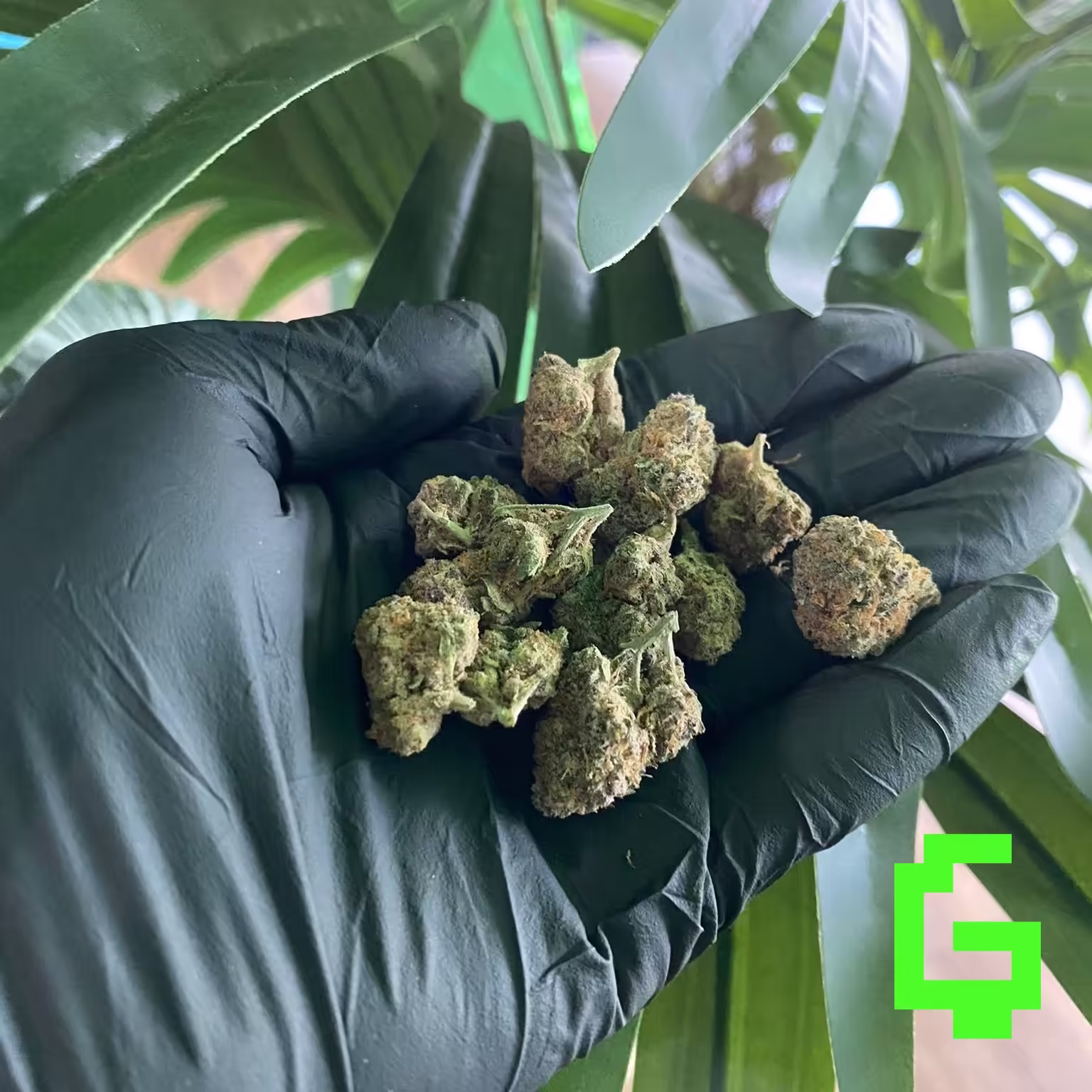 Black Cherry Punch bud 01