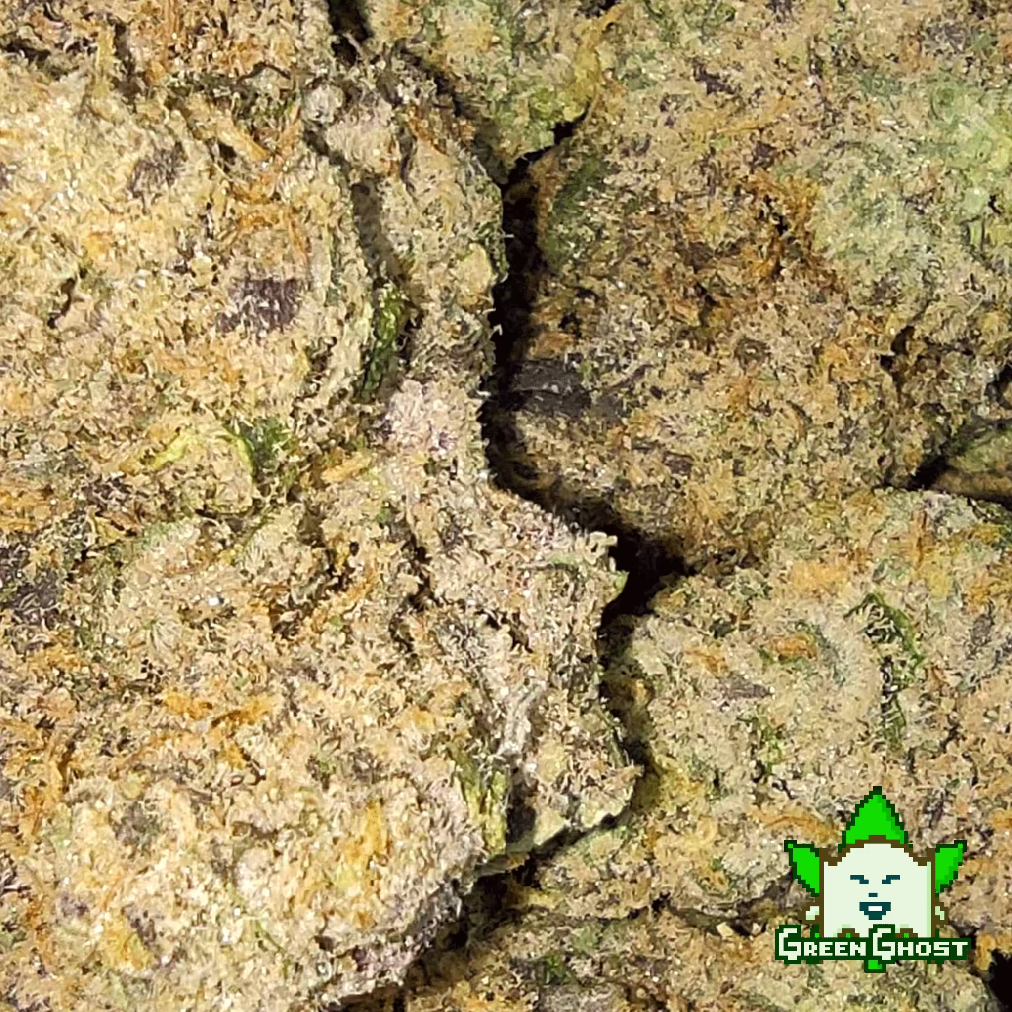 Medellin bud 02