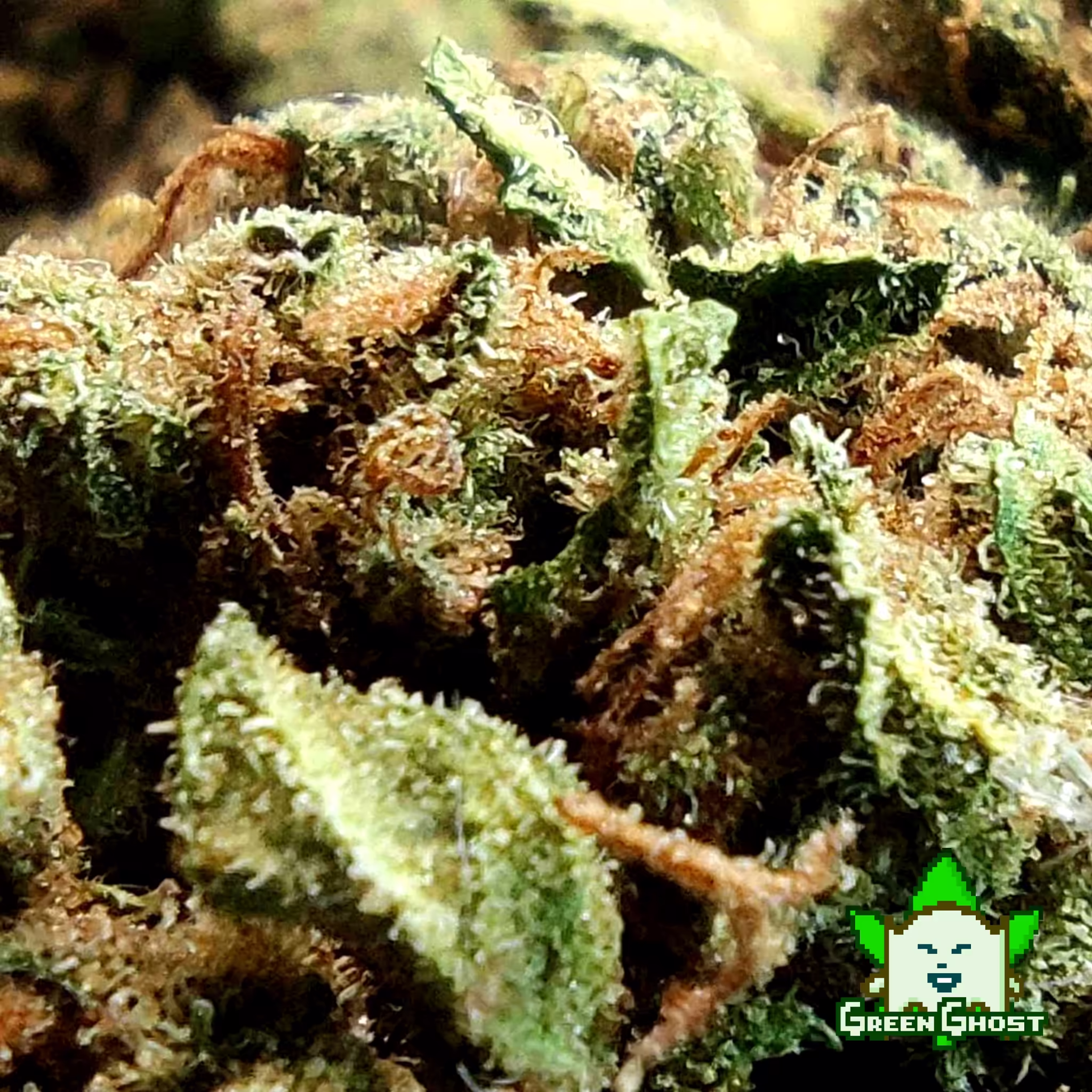 Northern Lights bud 02