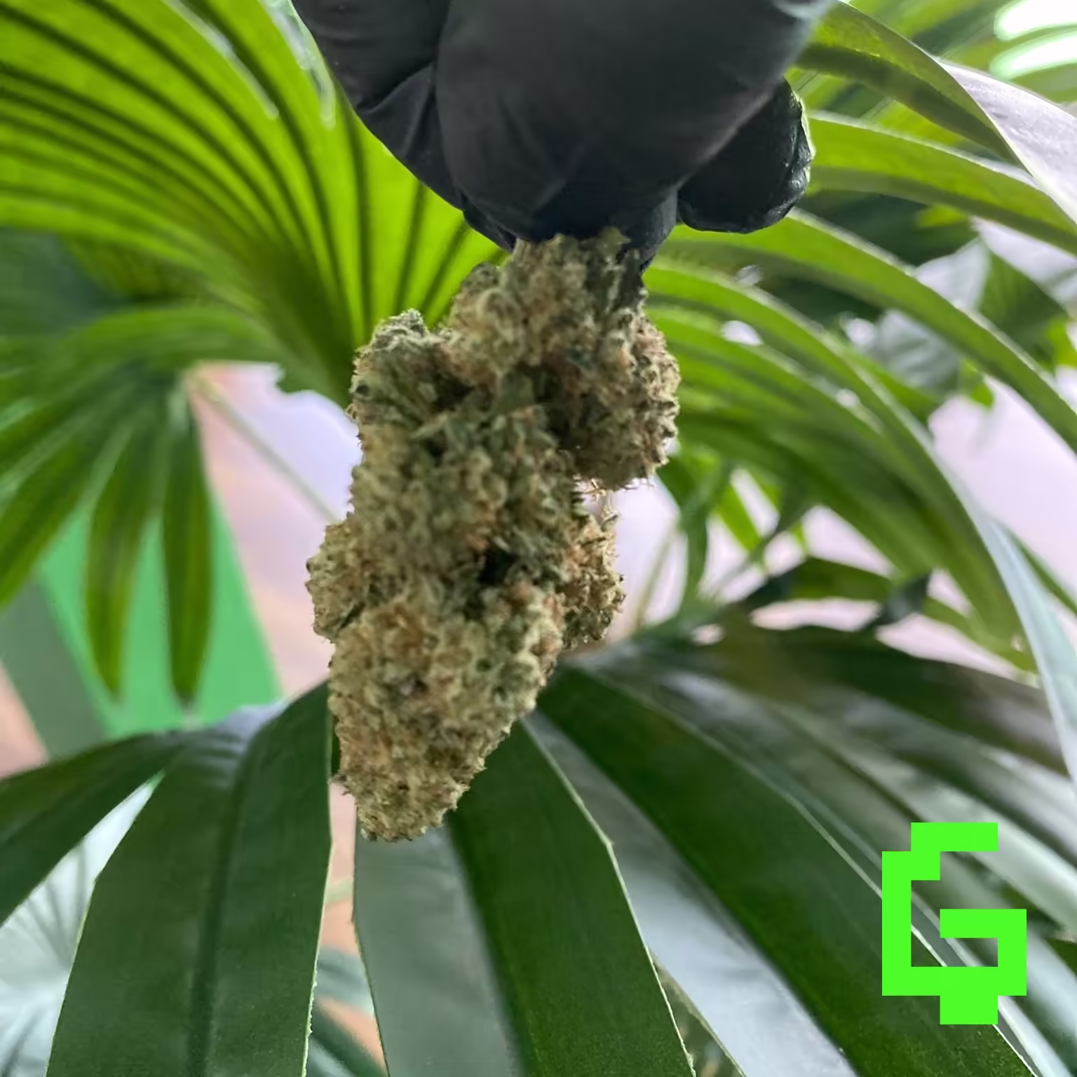 Platinum Punch bud 01