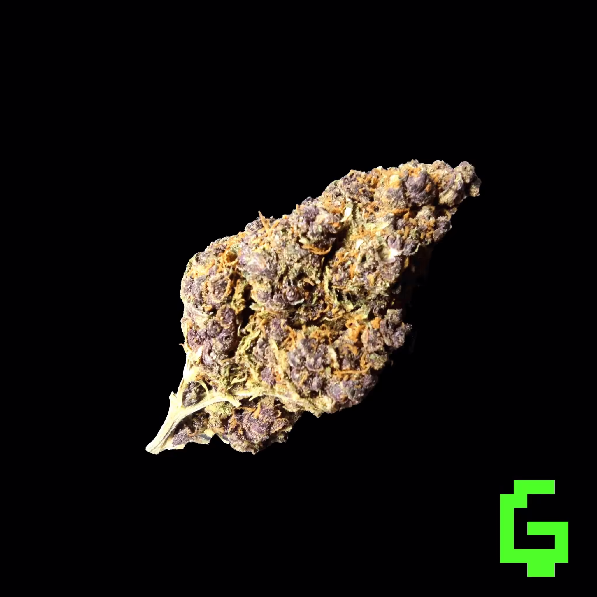Purple Queen bud 01
