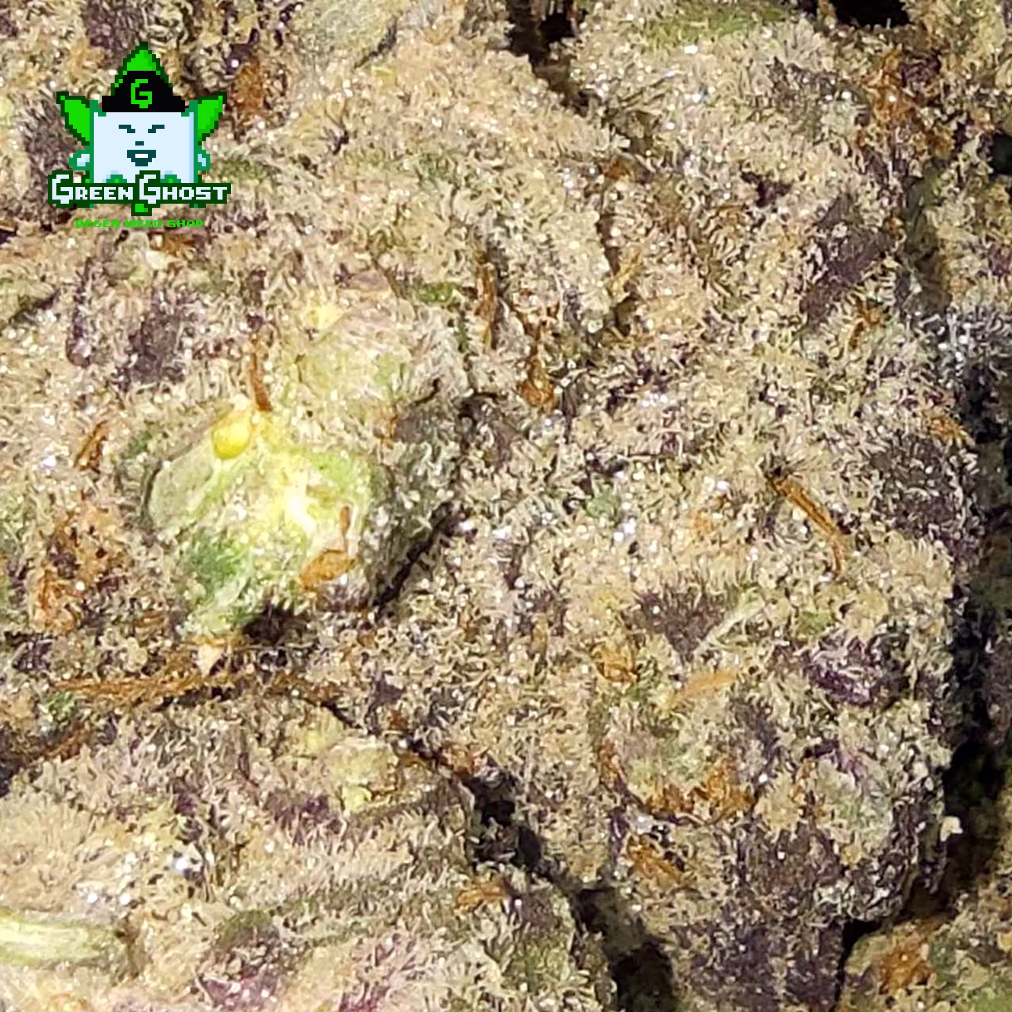 Toasted Toffee bud 02